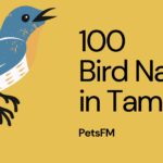 100+ Bird Names In Tamil With Translation in English